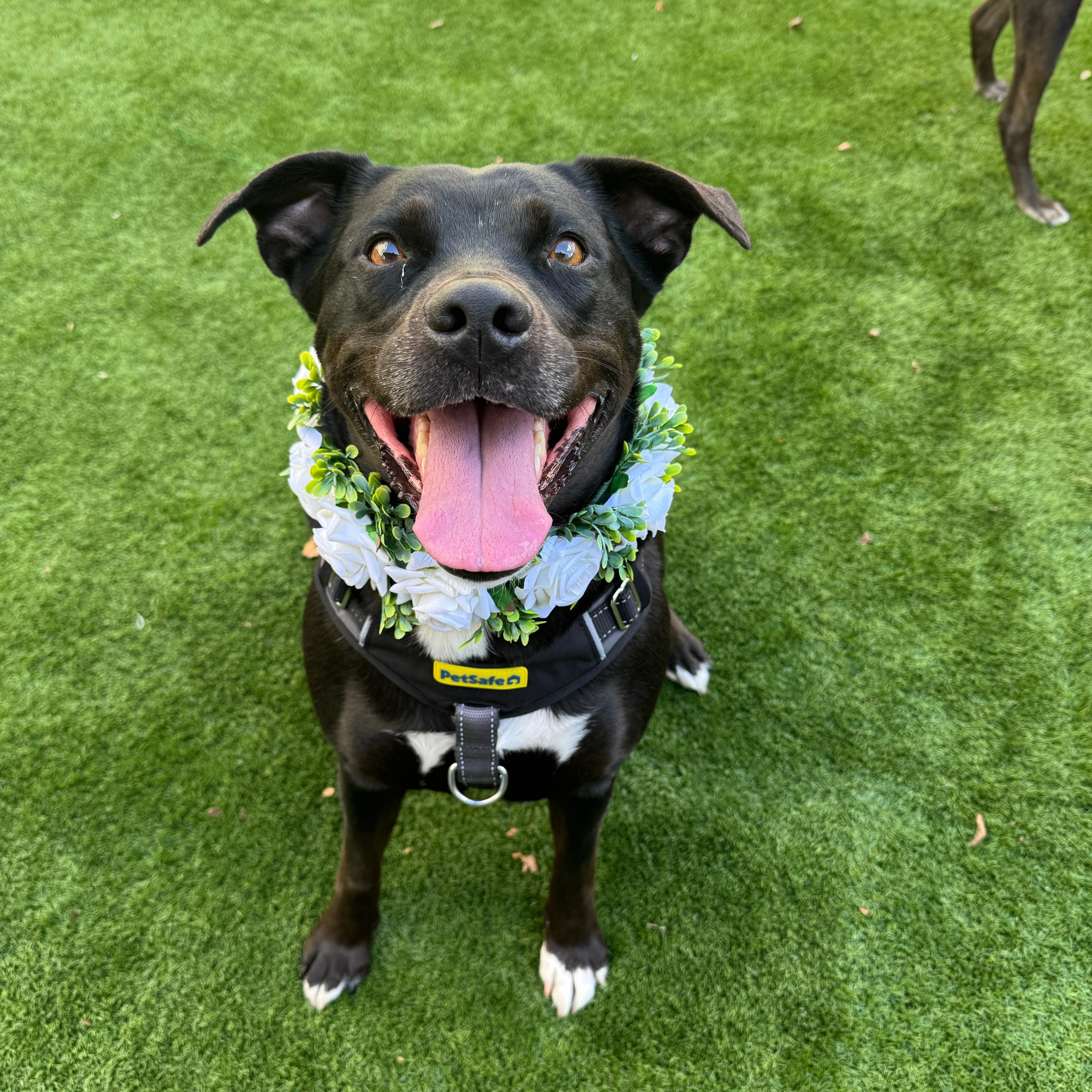 Stella, a Adoptable mixed breed in Houston, TX image 6/6