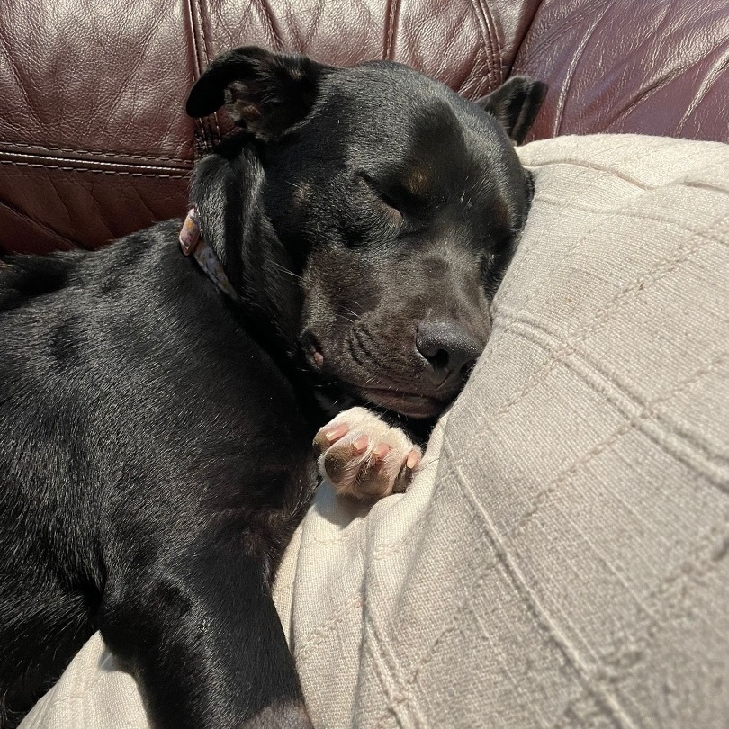 Stella, a Adoptable mixed breed in Houston, TX image 3/6