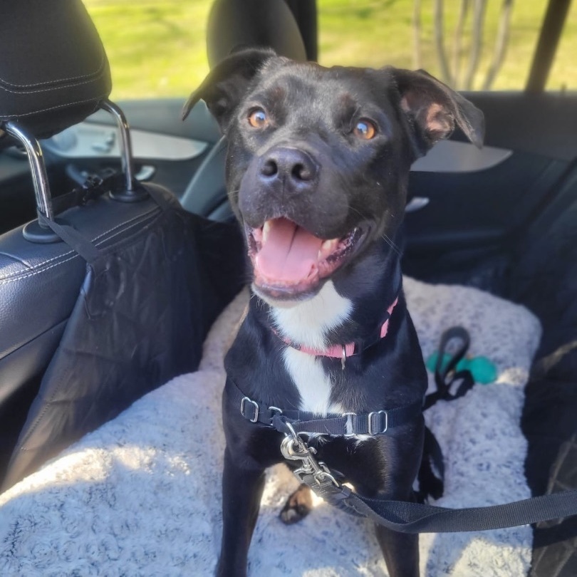 Stella, a Adoptable mixed breed in Houston, TX image 4/6