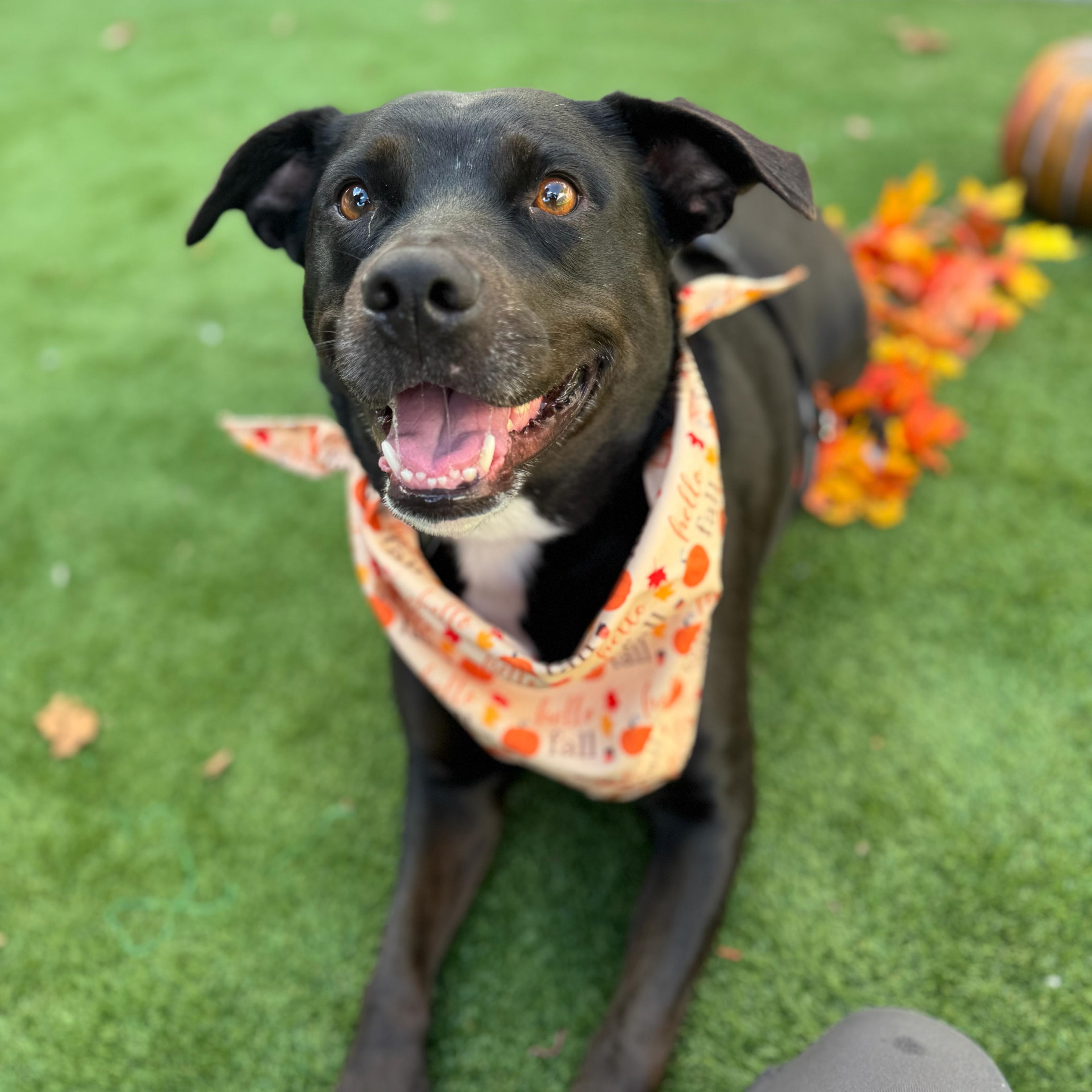 Stella, Adoptable, Young Female Black Labrador Retriever & Pit Bull Terrier.