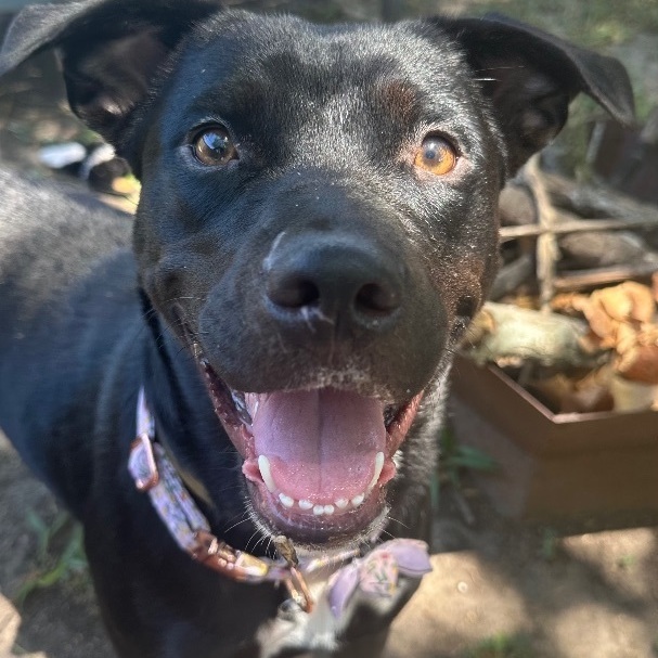 Stella, a Adoptable mixed breed in Houston, TX image 5/6