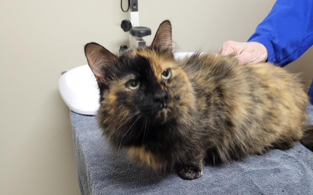 Missy, Adoptable, Senior Female Domestic Long Hair.