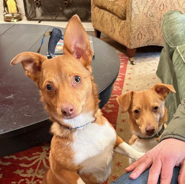 Bandit aka nugget, Adoptable, Young Male Australian Shepherd & Jack Russell Terrier.