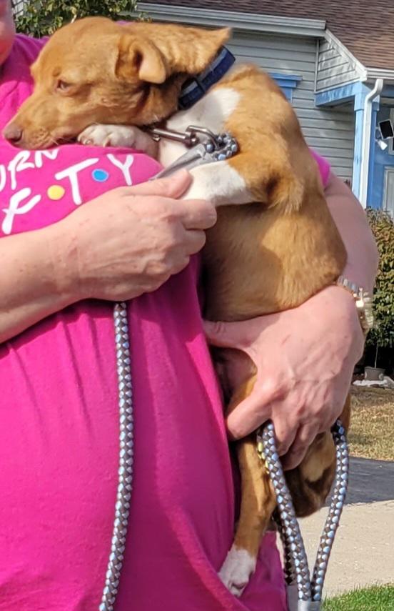 Bandit aka nugget, a Adoptable mixed breed in Union Grove, WI image 1/2