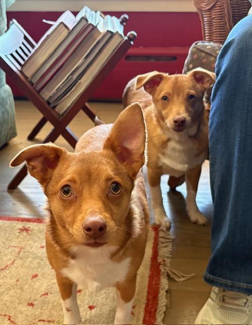 Enlarge Bandit aka nugget, a Adoptable mixed breed in Union Grove, WI image 4/4