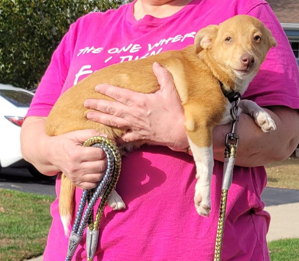 Bandit aka nugget, a Adoptable mixed breed in Union Grove, WI image 2/2