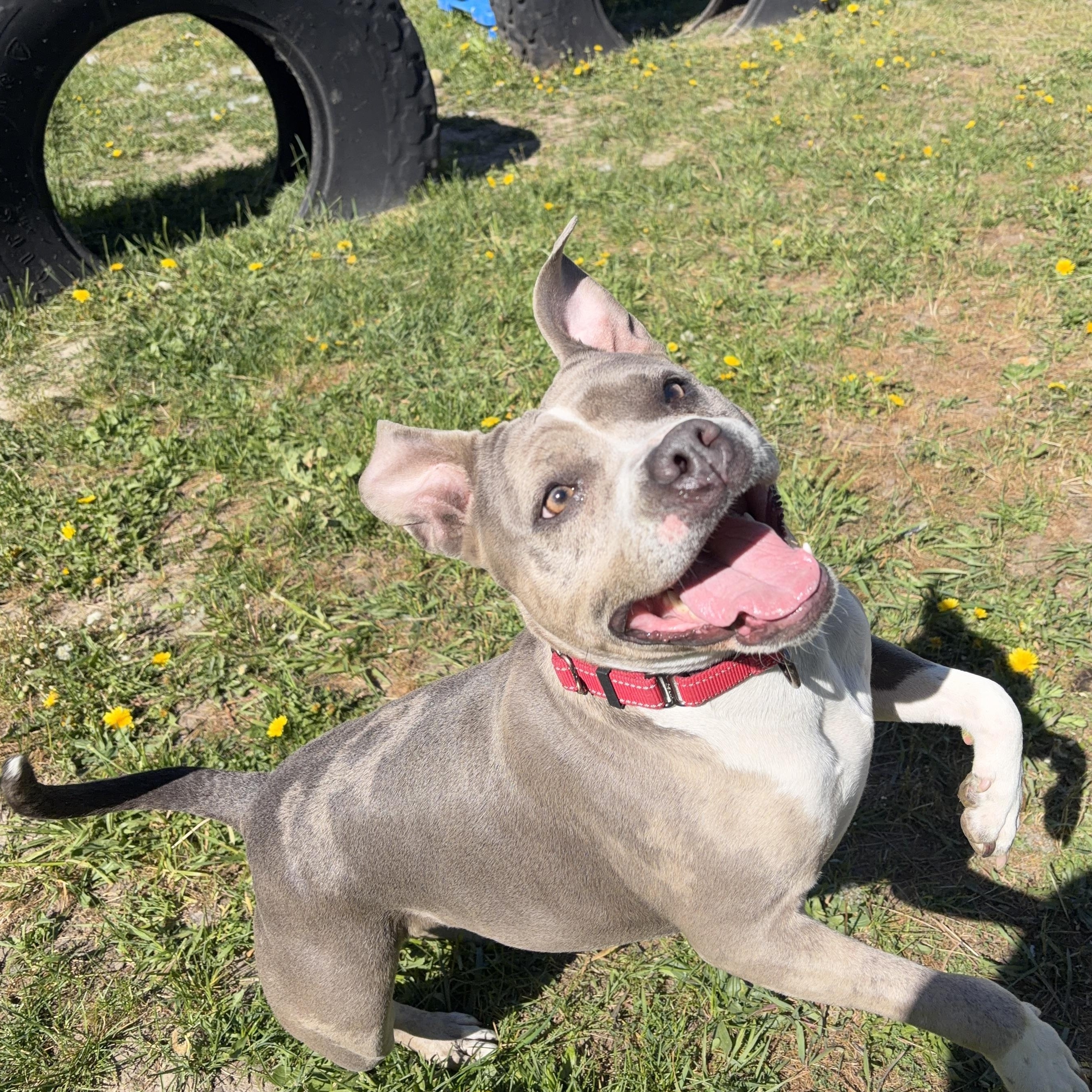Temi, a ADOPTABLE mixed breed in Moscow, ID image 3/6