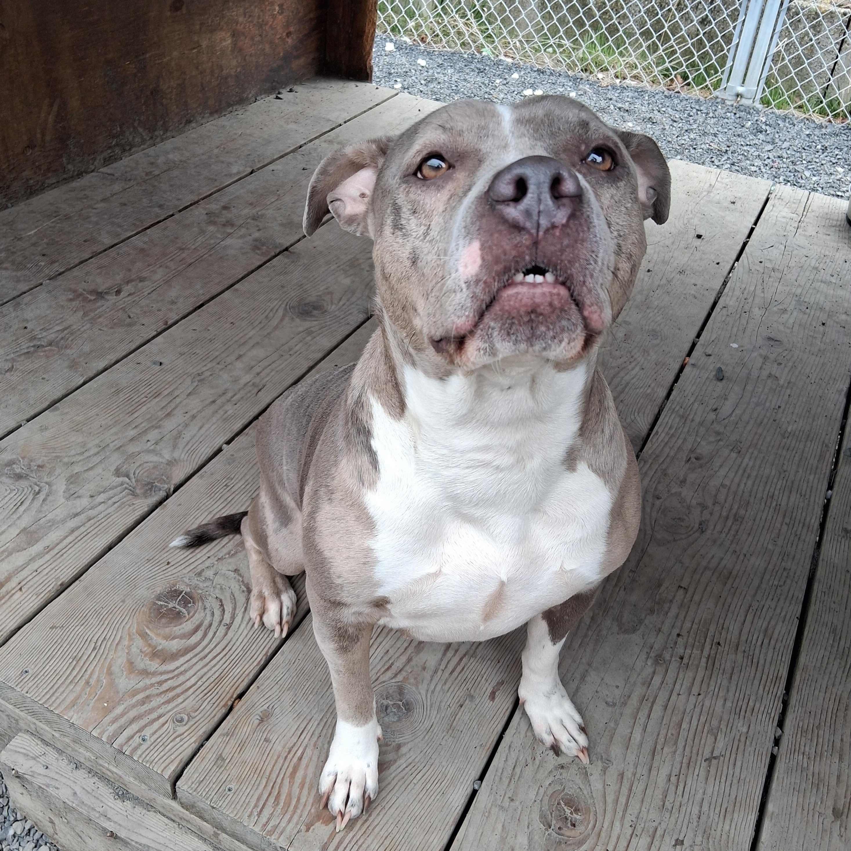 Temi, ADOPTABLE, Adult Female American Staffordshire Terrier.