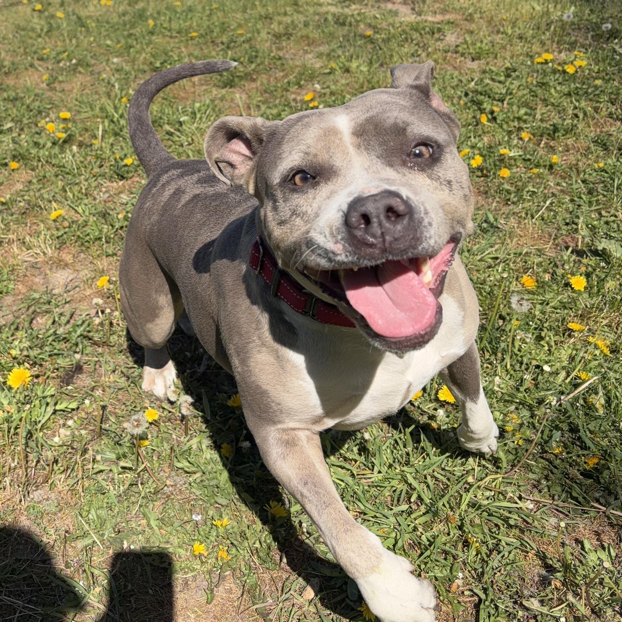 Temi, a ADOPTABLE mixed breed in Moscow, ID image 6/6