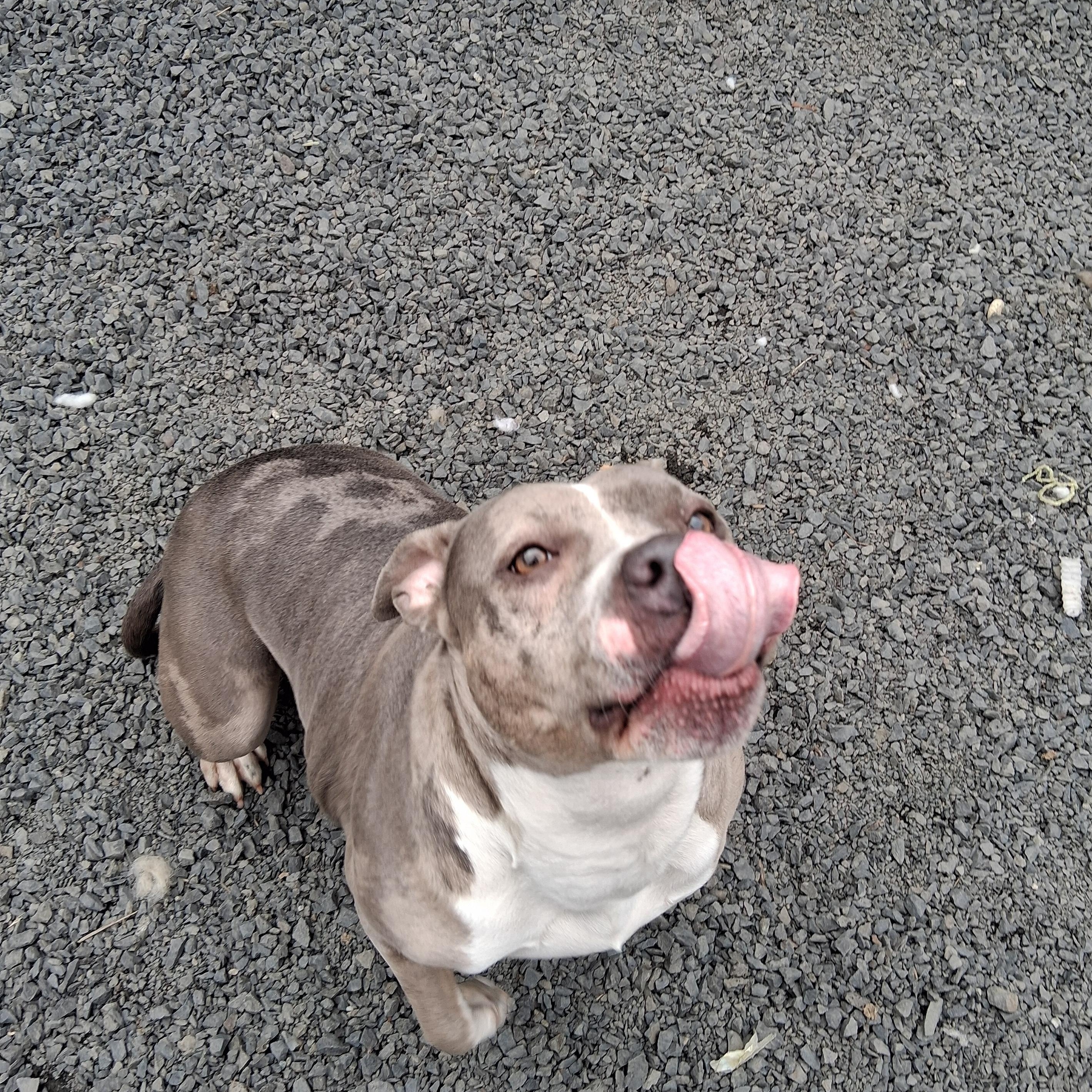 Temi, a ADOPTABLE mixed breed in Moscow, ID image 4/6