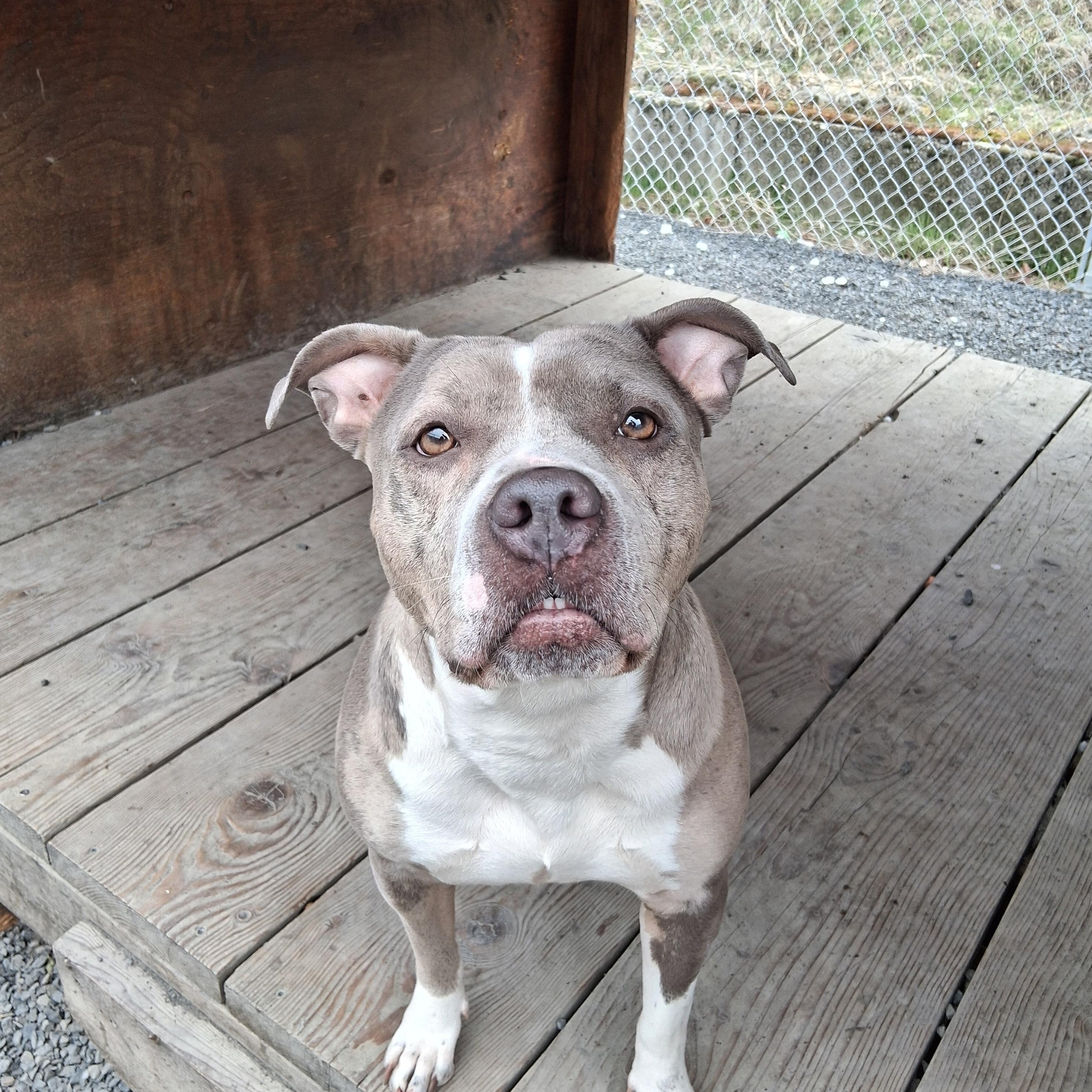 Temi, a ADOPTABLE mixed breed in Moscow, ID image 5/6