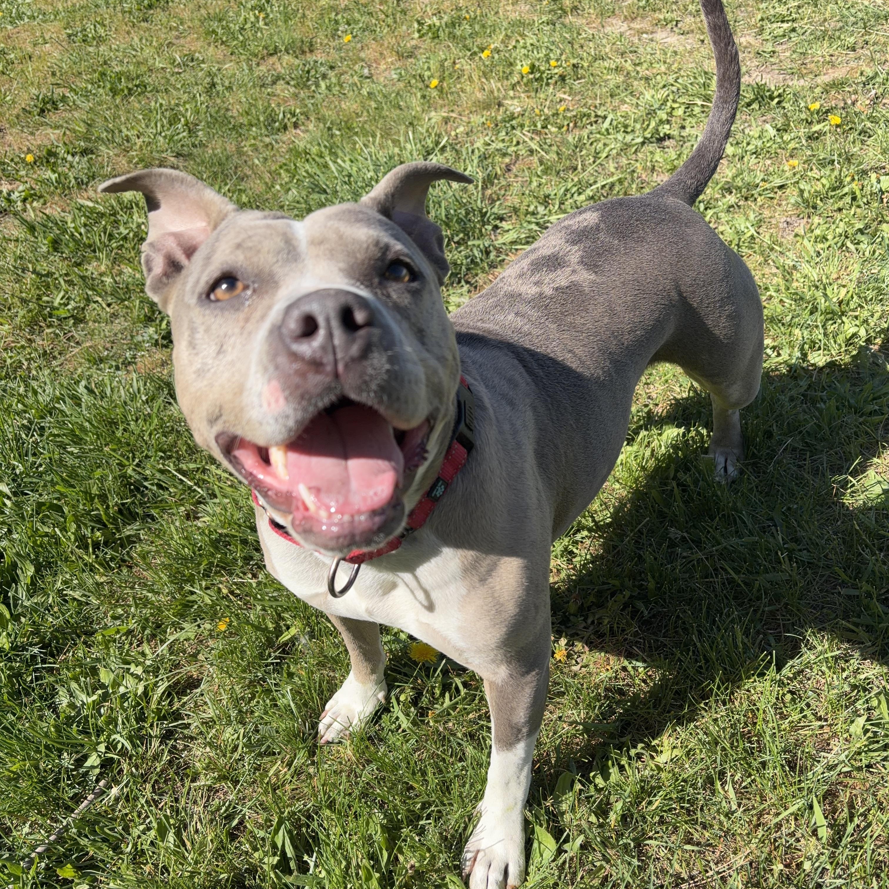 Temi, a ADOPTABLE mixed breed in Moscow, ID image 2/6
