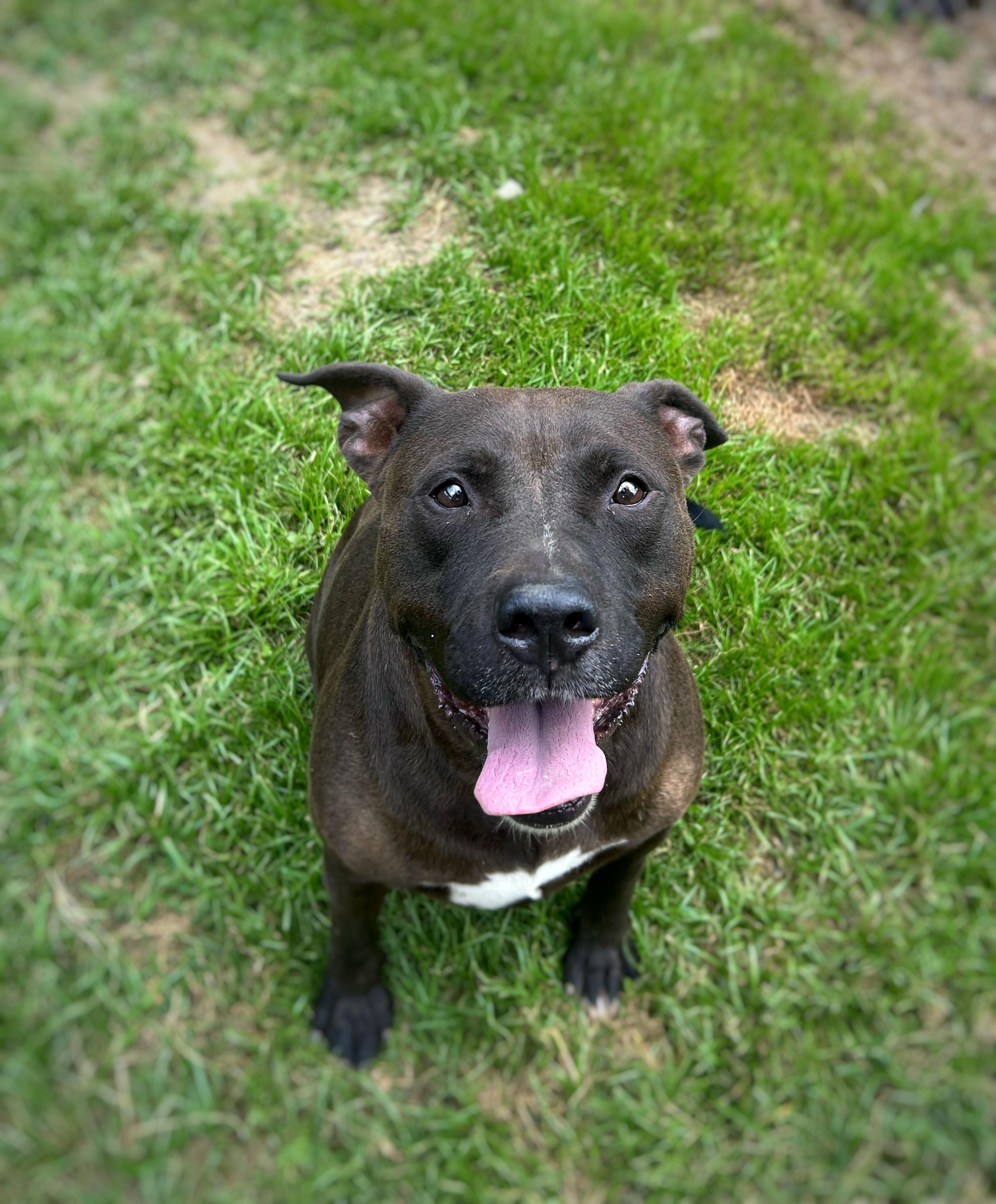 Kraytoes, Adoptable, Adult Male Terrier.