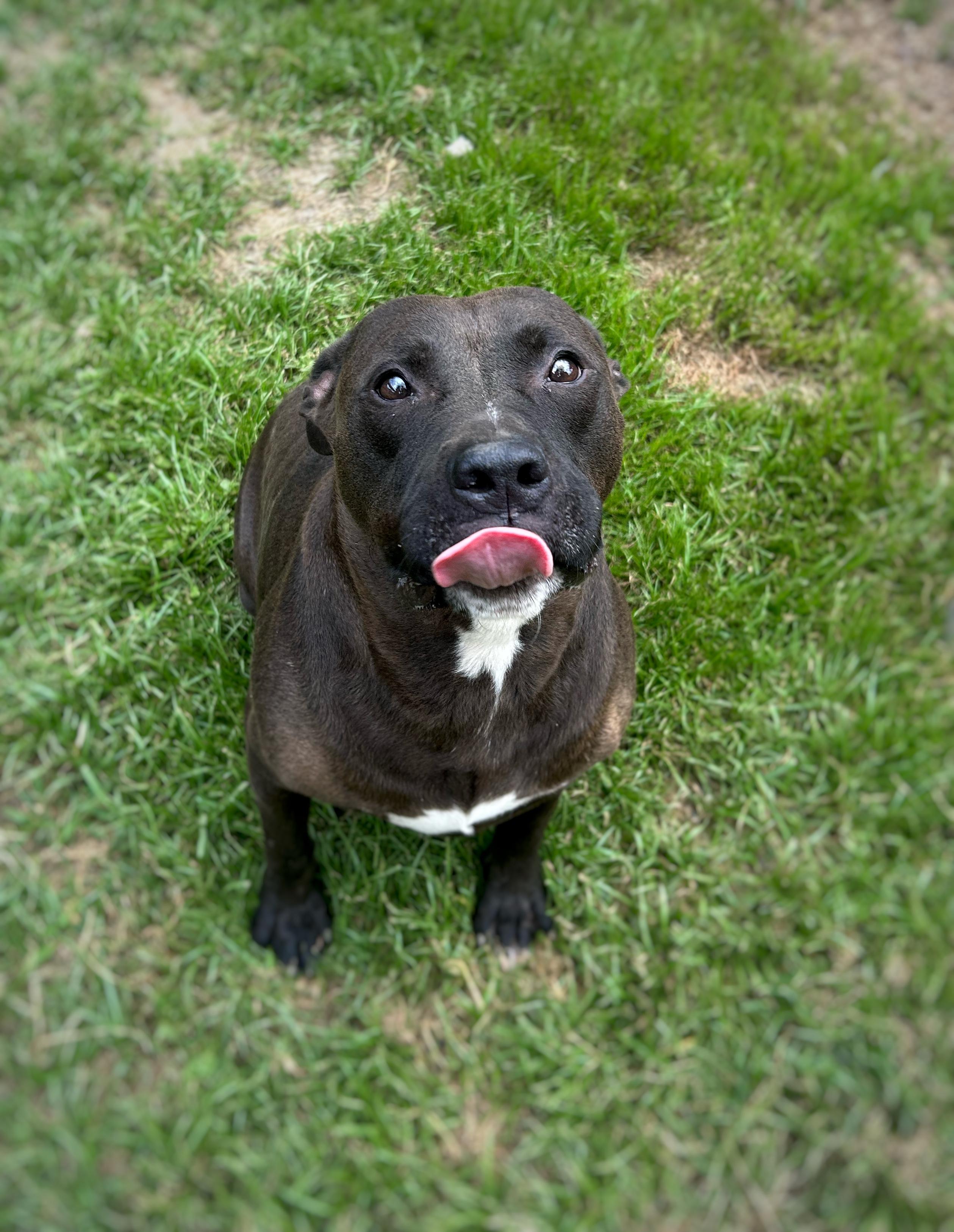 Kraytoes, a Adoptable mixed breed in Greenfield, TN image 3/3
