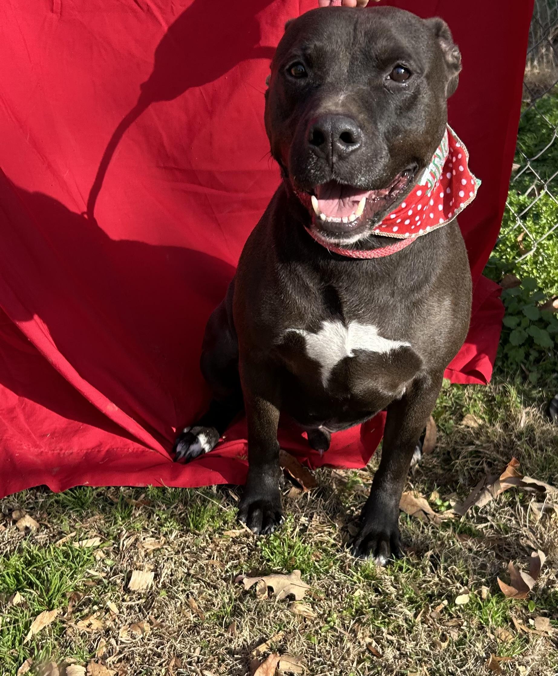 Kraytoes, an adoptable Terrier in Greenfield, TN, 38230 | Photo Image 1