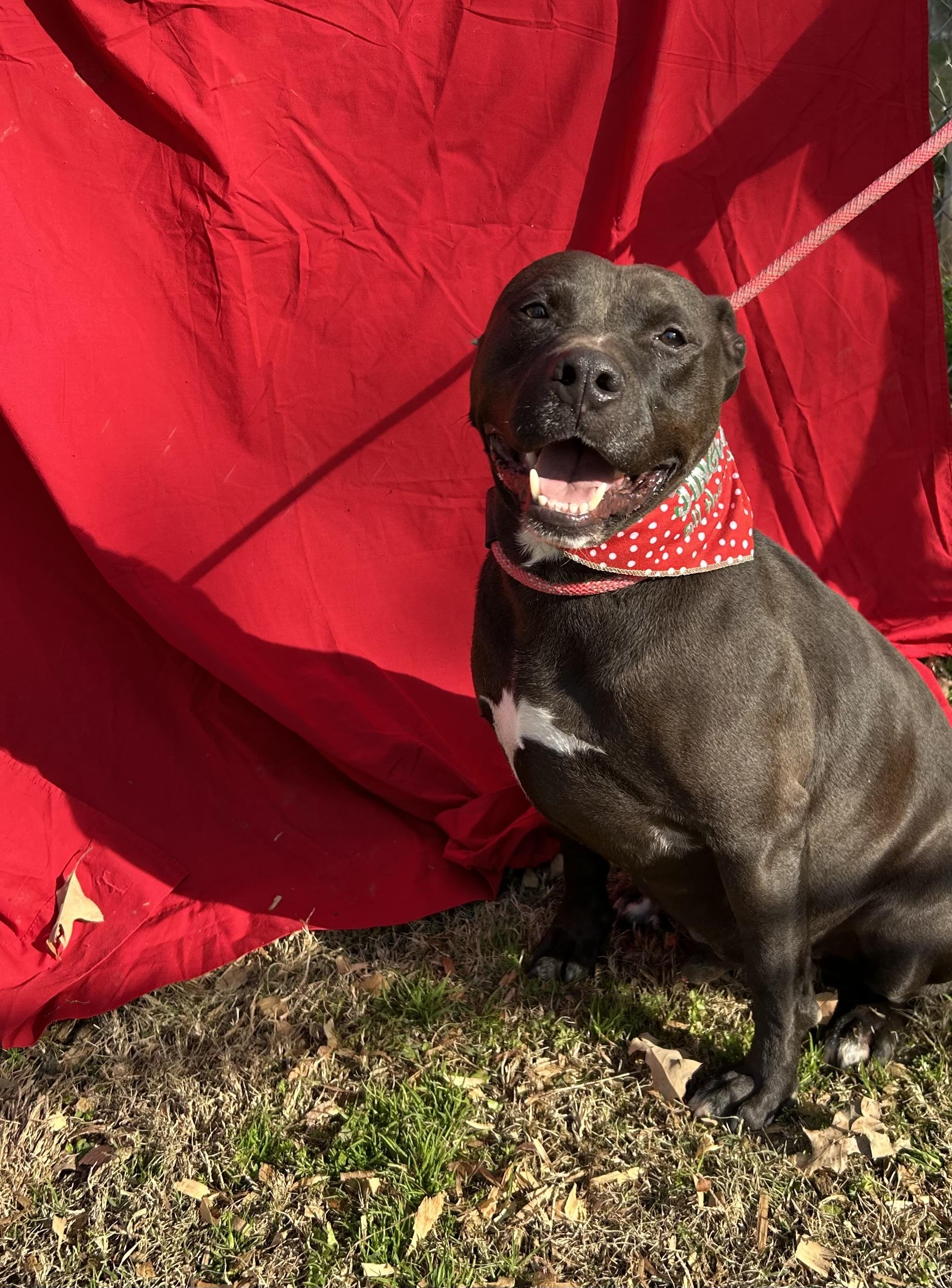 Kraytoes, an adoptable Terrier in Greenfield, TN, 38230 | Photo Image 3