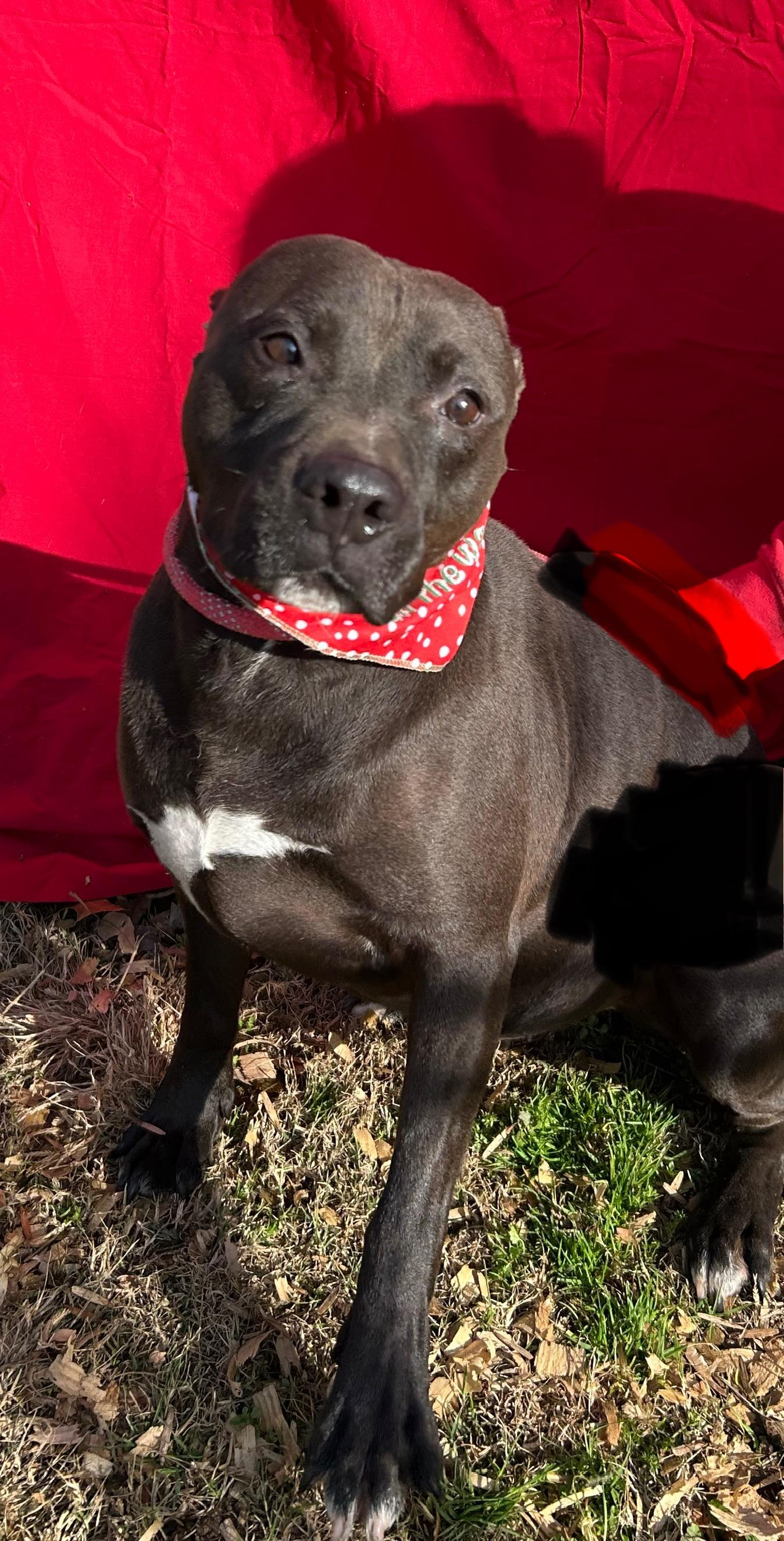 Kraytoes, a Adoptable mixed breed in Greenfield, TN image 3/3