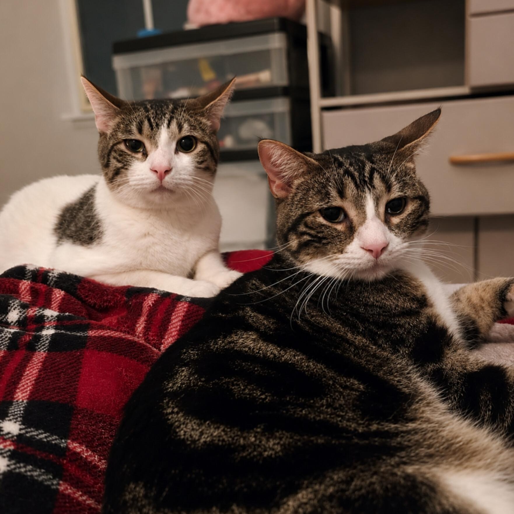 Pierogi & Tater Tot (BONDED), ADOPTABLE, Young Male Domestic Short Hair.