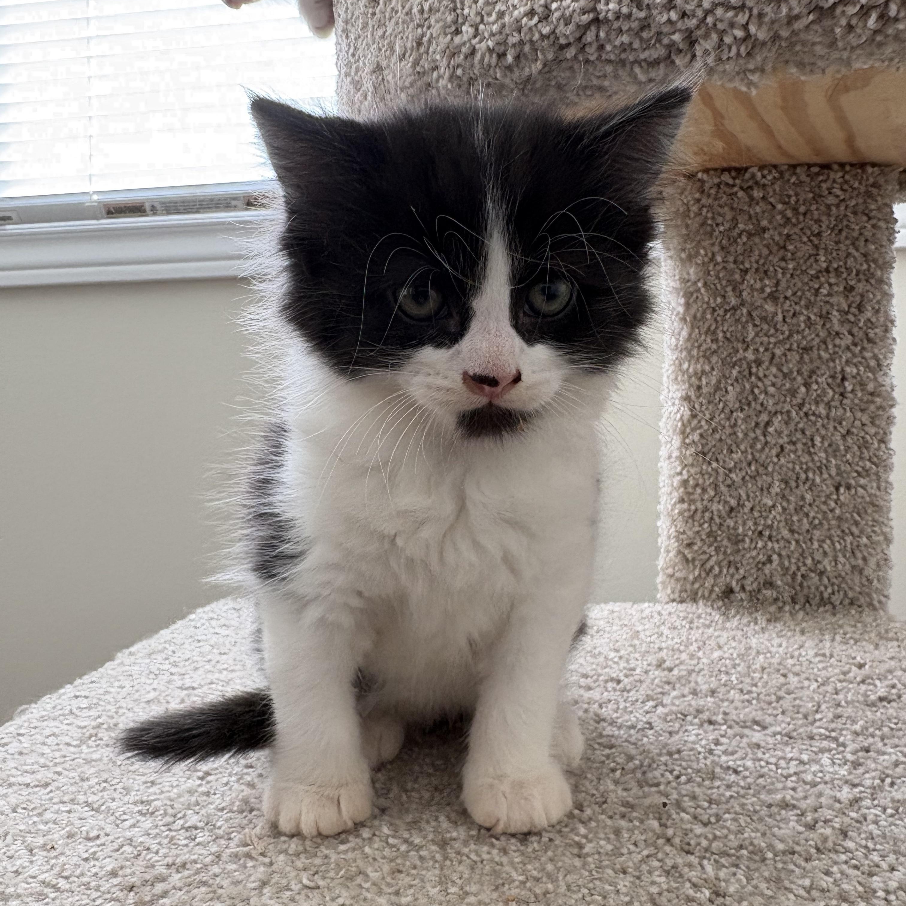 Sandpiper, a ADOPTABLE Domestic Short Hair in Ottawa, ON image 6/6