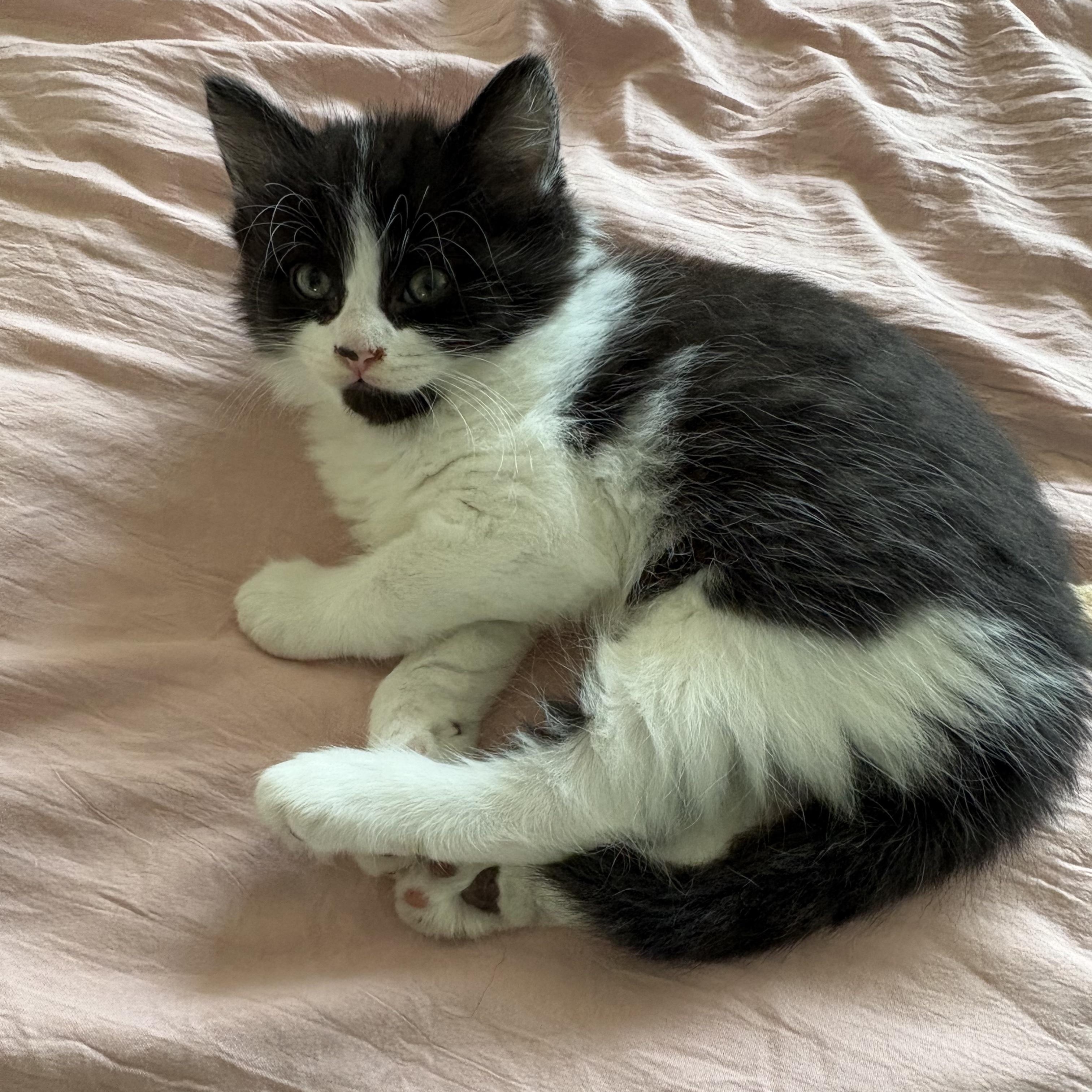 Sandpiper, a ADOPTABLE Domestic Short Hair in Ottawa, ON image 1/6