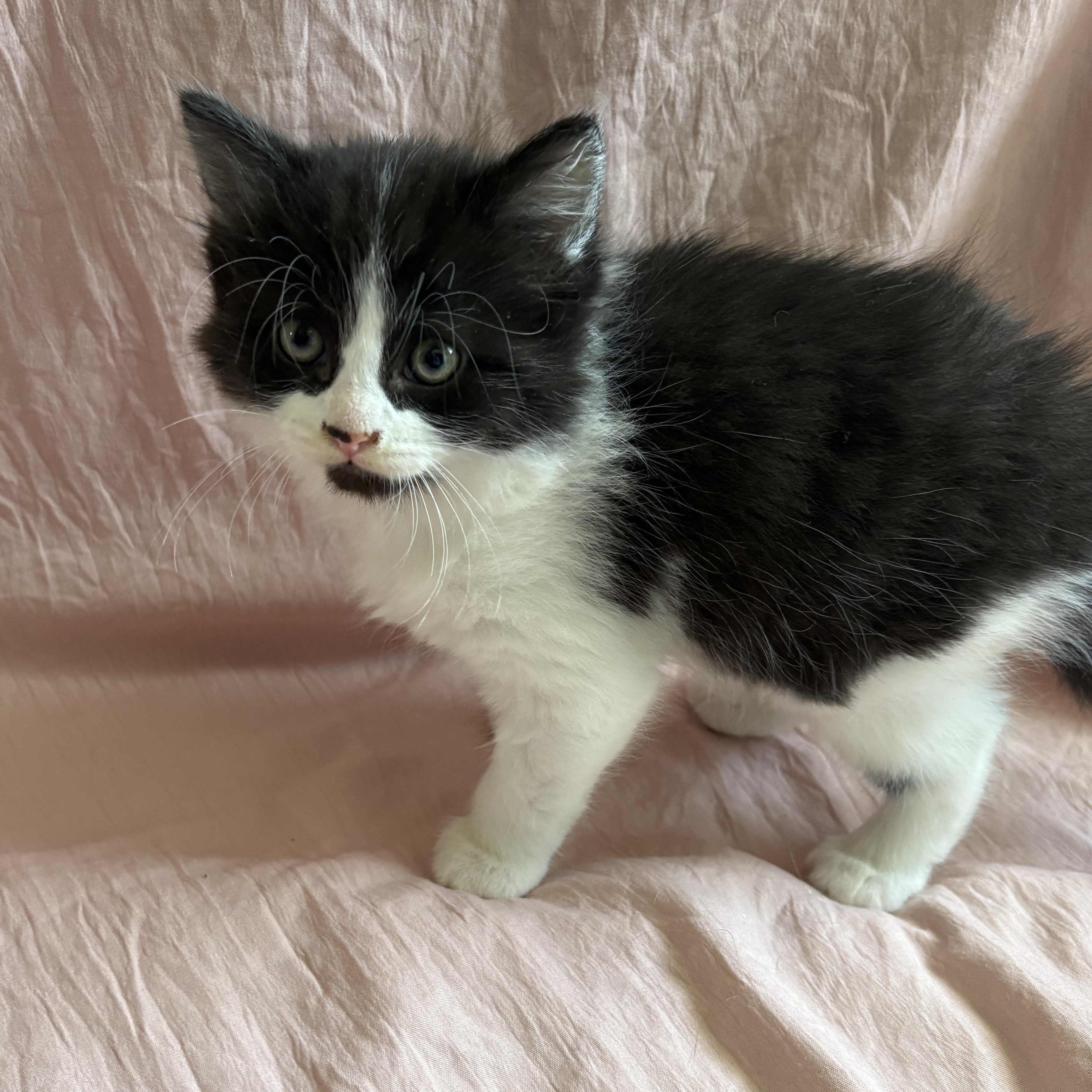 Sandpiper, a ADOPTABLE Domestic Short Hair in Ottawa, ON image 5/6