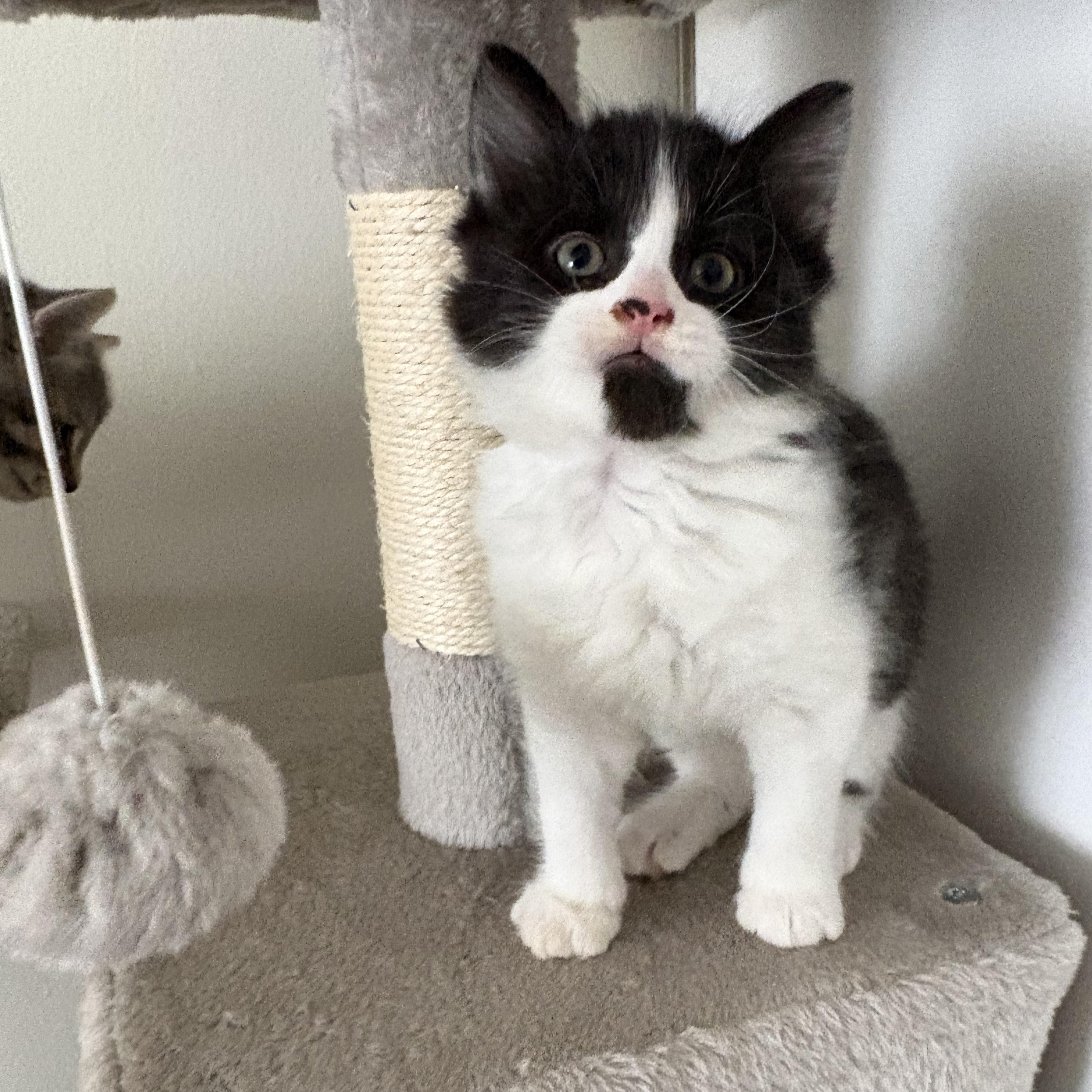 Sandpiper, a ADOPTABLE Domestic Short Hair in Ottawa, ON image 3/6