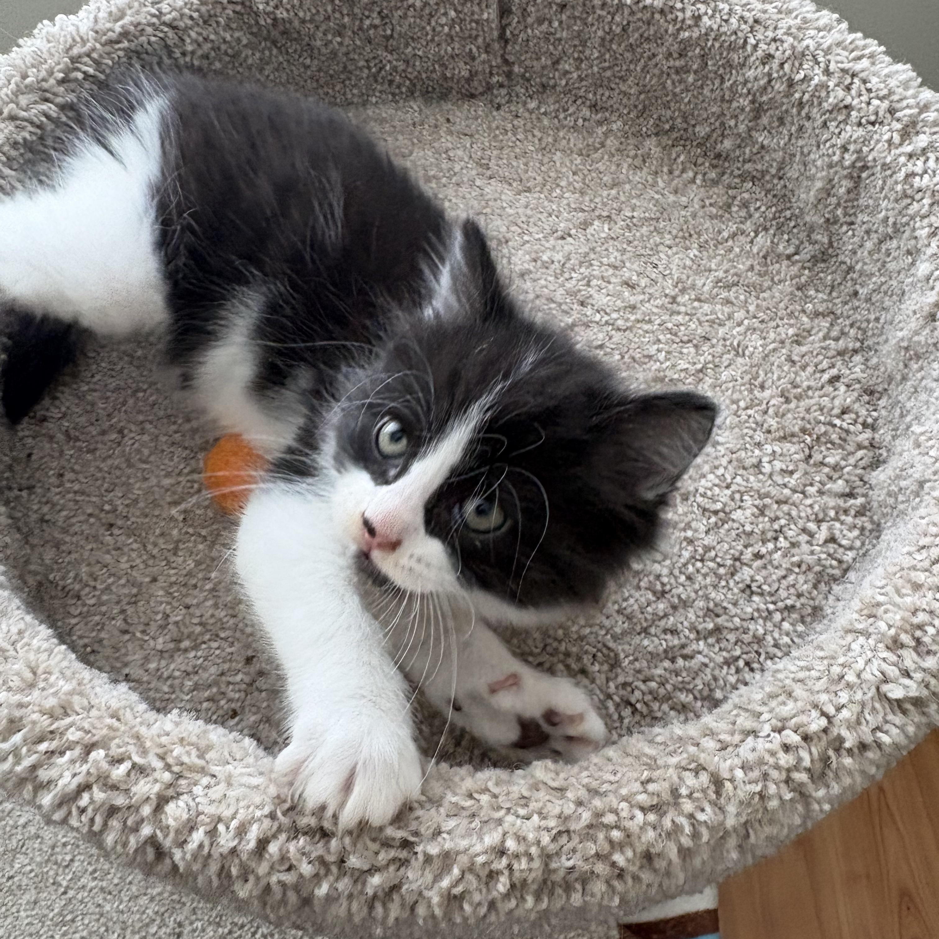 Sandpiper, a ADOPTABLE Domestic Short Hair in Ottawa, ON image 4/6