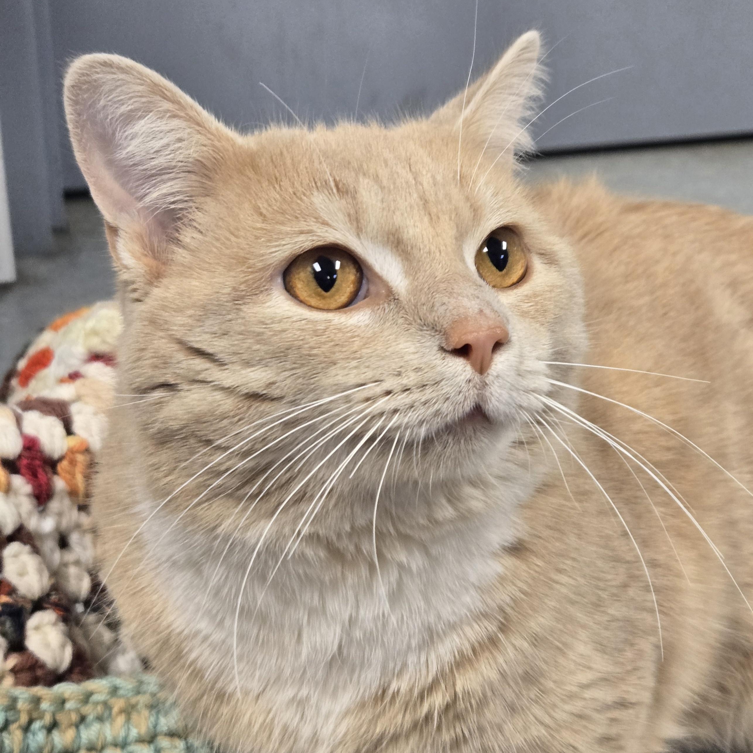 Enlarge Chex, a ADOPTABLE Domestic Short Hair in Xenia , OH image 3/6
