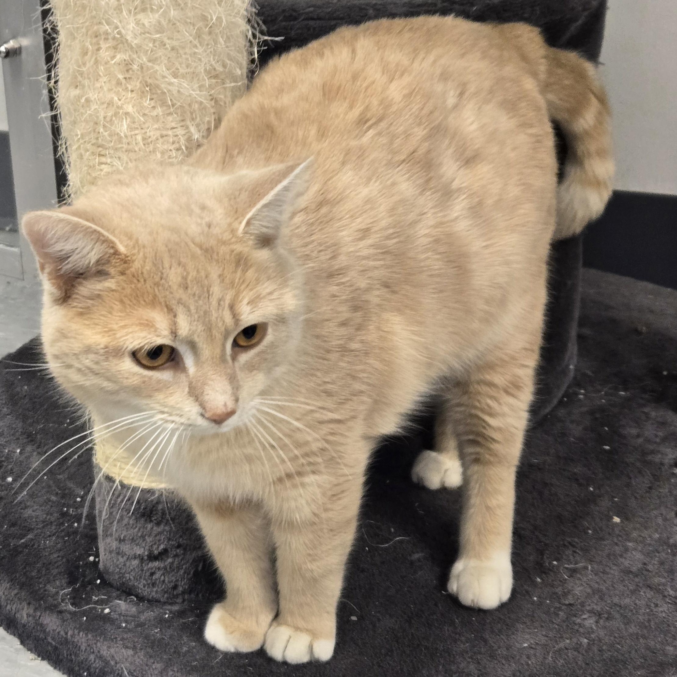 Enlarge Chex, a ADOPTABLE Domestic Short Hair in Xenia , OH image 5/6