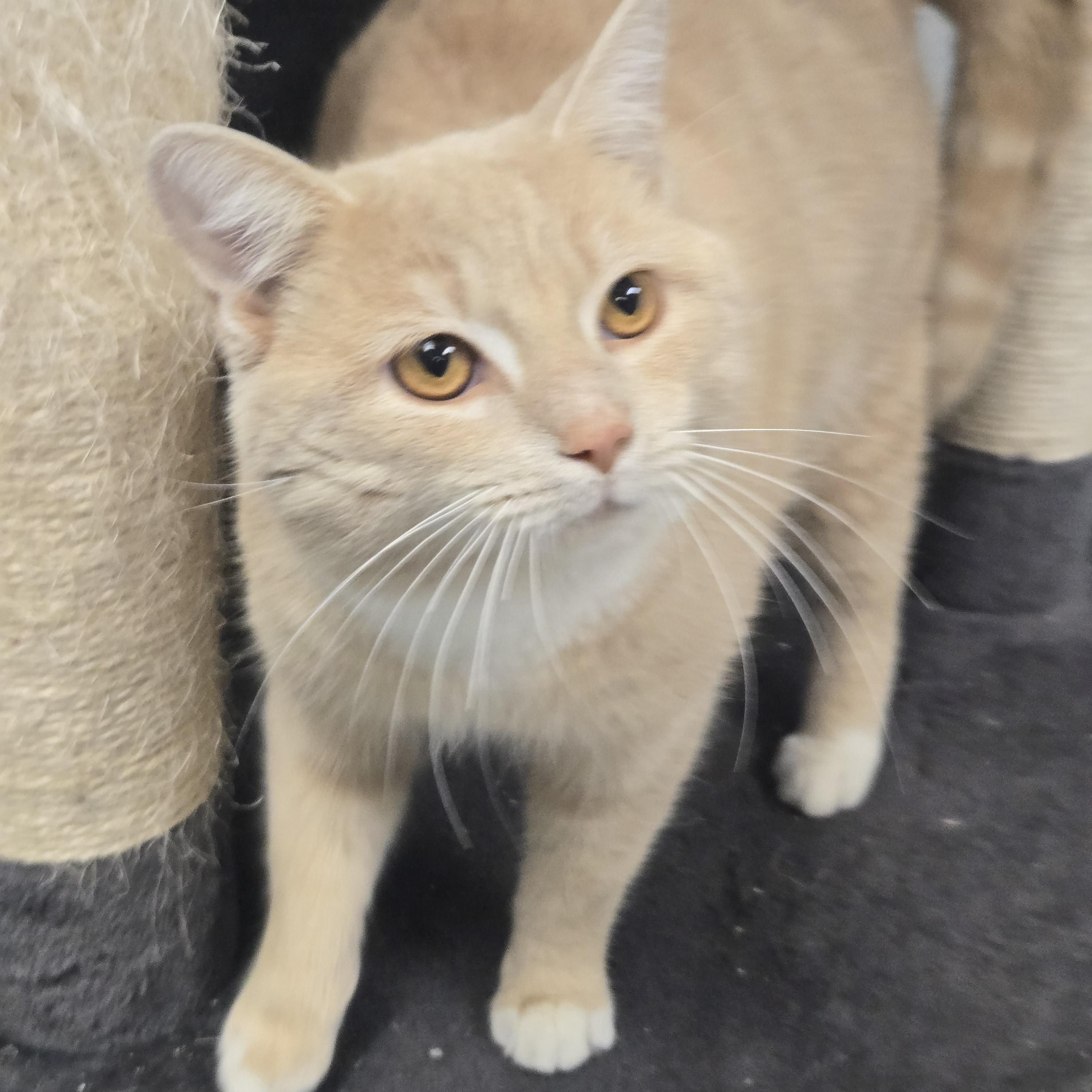 Enlarge Chex, a ADOPTABLE Domestic Short Hair in Xenia , OH image 6/6