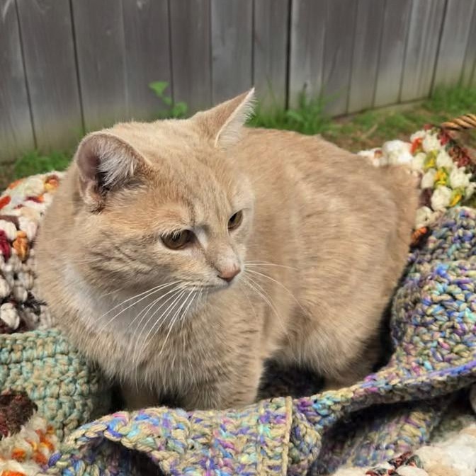 Chex, ADOPTABLE, Adult Male Domestic Short Hair.