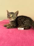 Aria, ADOPTABLE, Kitten Female Domestic Short Hair.