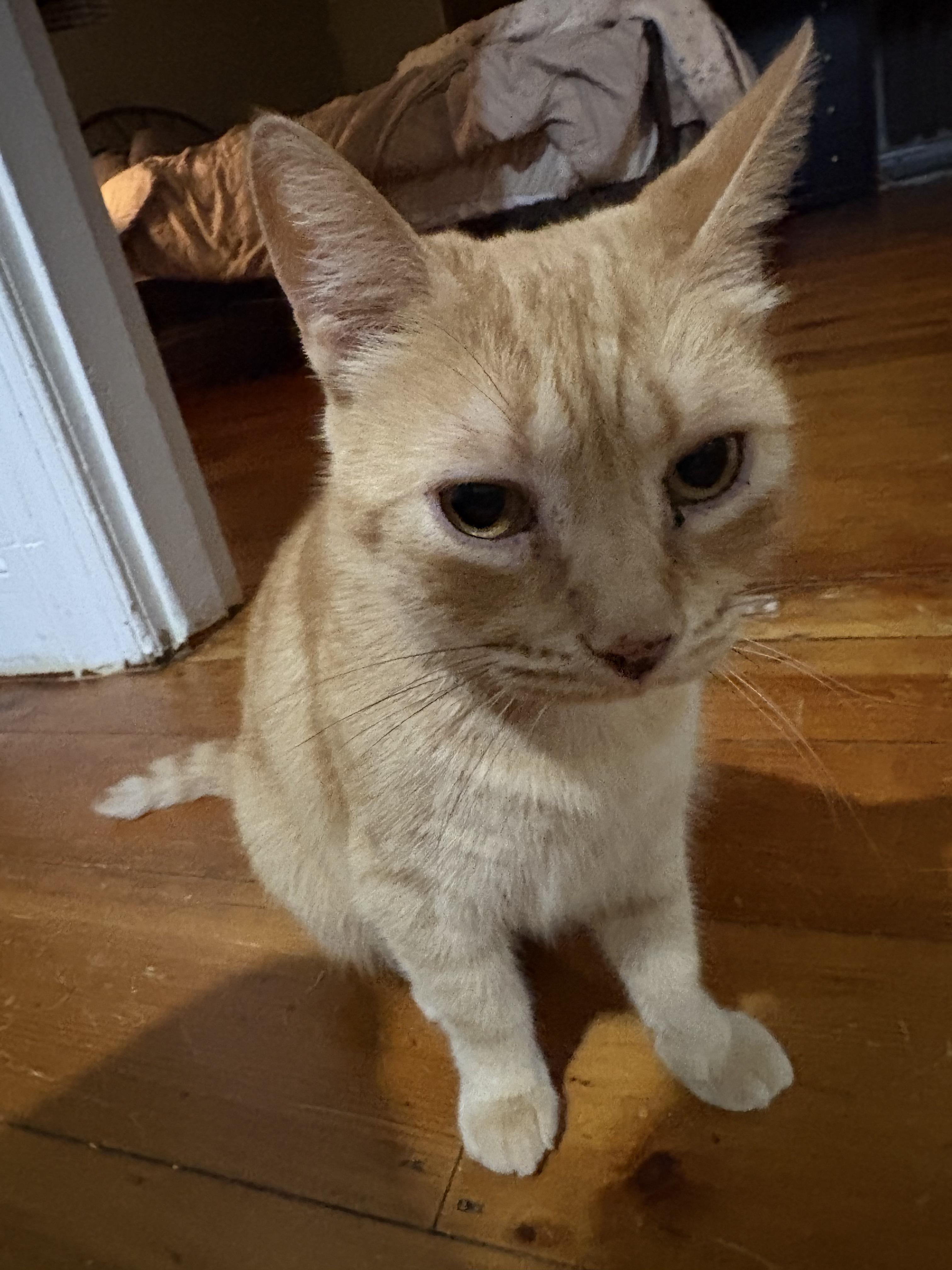 Squeak, a Adoptable Domestic Short Hair in lititz, PA image 1/3