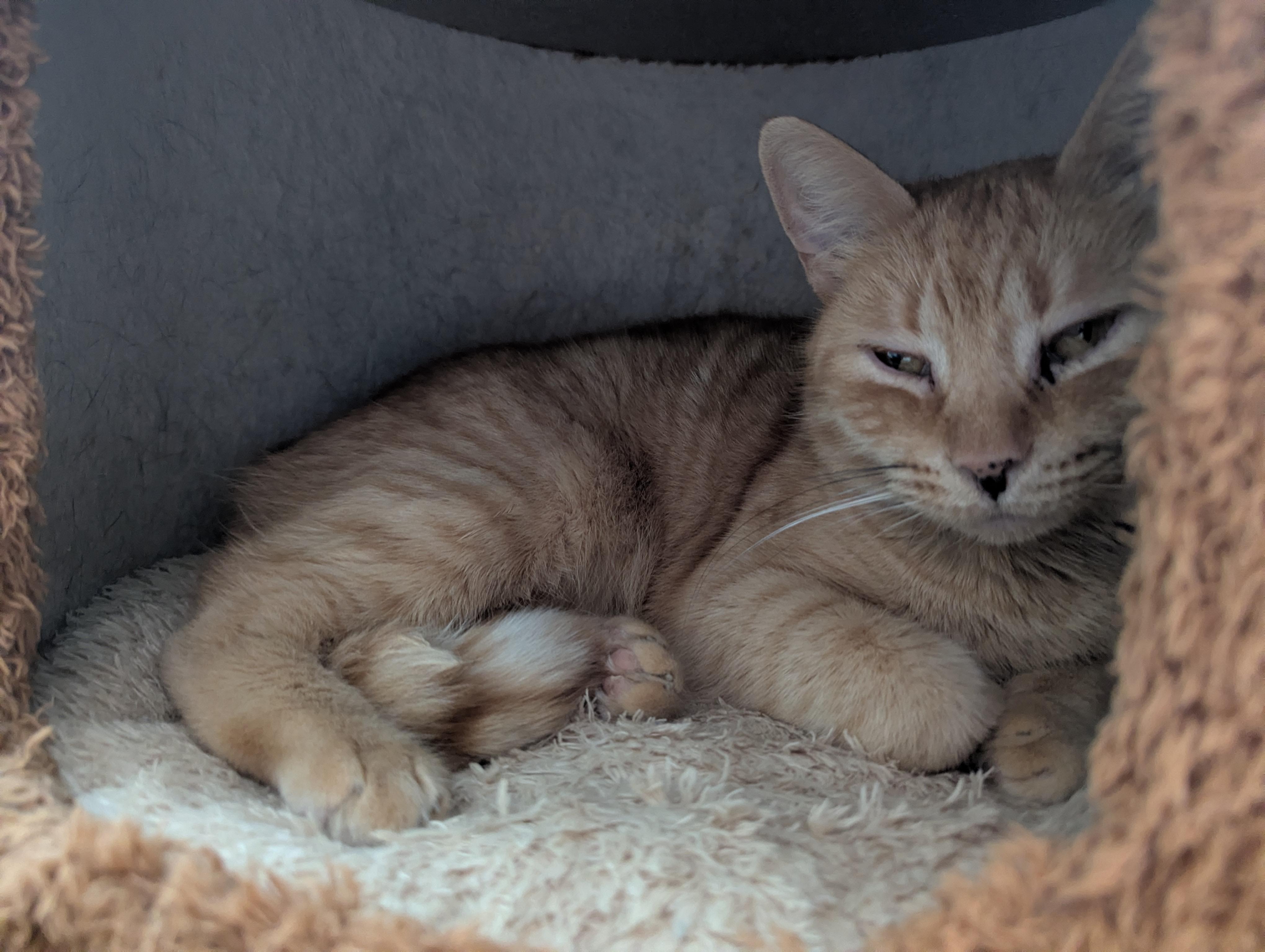 Squeak, a Adoptable Domestic Short Hair in lititz, PA image 2/3