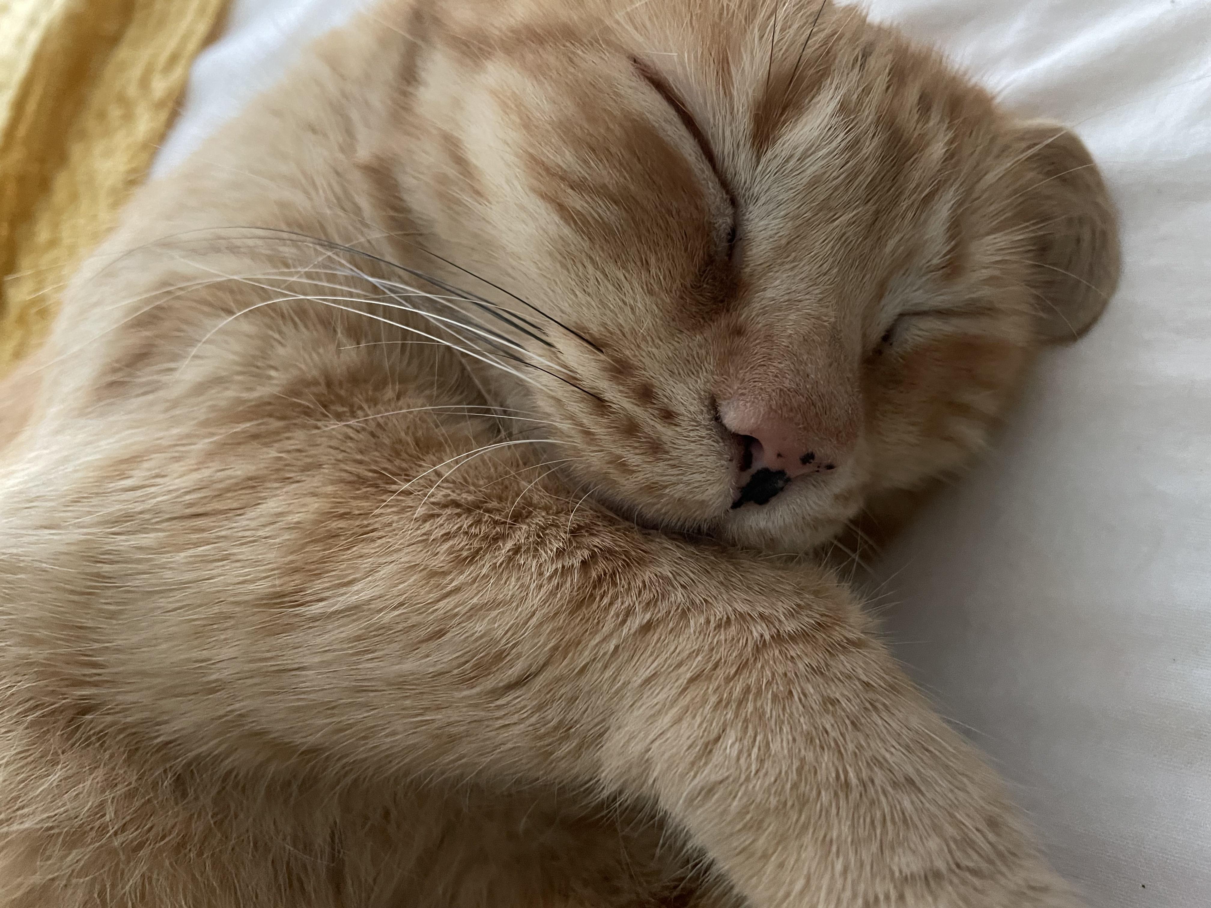 Squeak, Adoptable, Adult Female Domestic Short Hair.