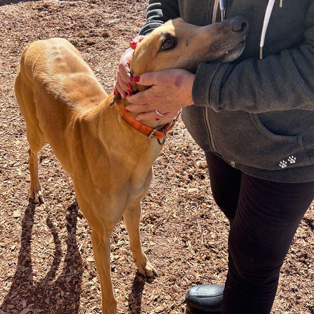 Pumpkin, an adopted Greyhound in Orange, CT image 4/5