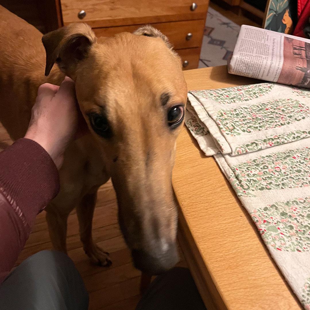 Pumpkin, ADOPTABLE, Adult Male Greyhound.