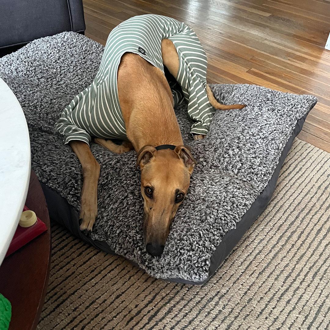 Pumpkin, an adopted Greyhound in Orange, CT image 2/5