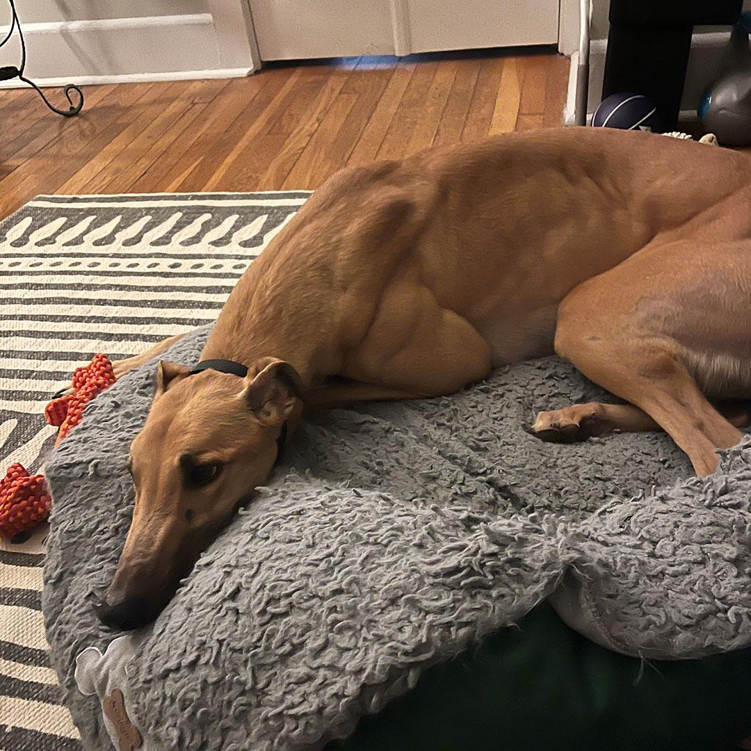 Pumpkin, an adopted Greyhound in Orange, CT image 5/5