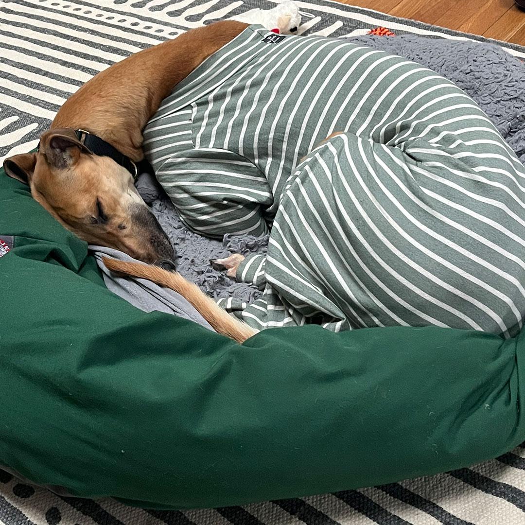 Pumpkin, an adopted Greyhound in Orange, CT image 3/5