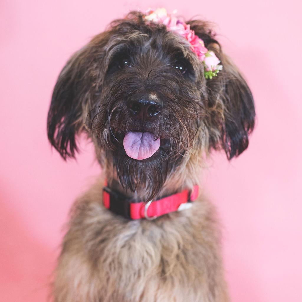 Enlarge Luna, a Adoptable mixed breed in Port Richey, FL image 4/6