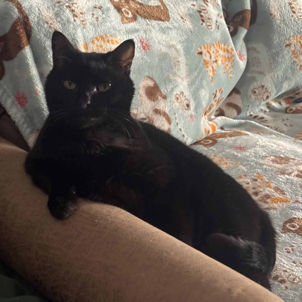 Sabrina, Adoptable, Senior Female Domestic Short Hair.