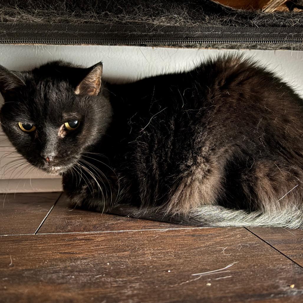 Enlarge Sabrina, a Adoptable Domestic Short Hair in Nashville, TN image 2/2