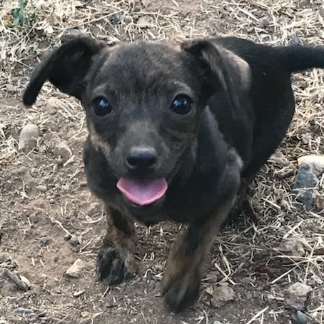 Stevie, Adopted, Puppy Male Chihuahua.
