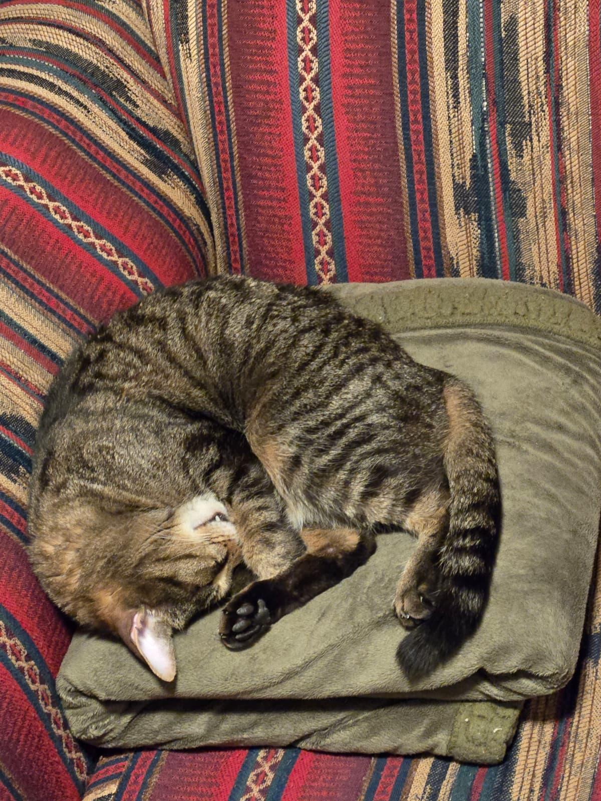 Enlarge K-Pop, a Adoptable Domestic Short Hair in New York, NY image 6/6