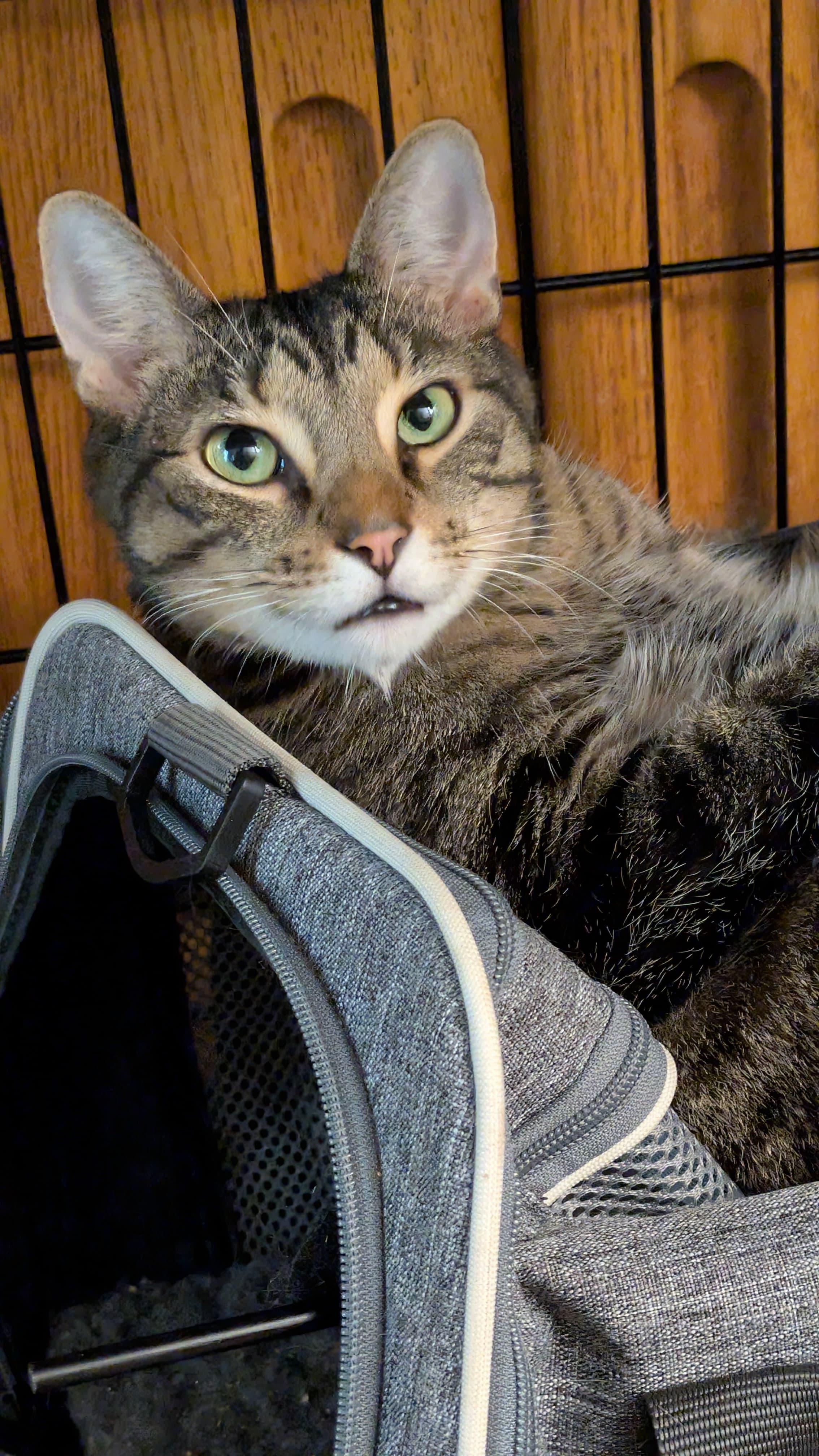 Enlarge K-Pop, a Adoptable Domestic Short Hair in New York, NY image 2/3