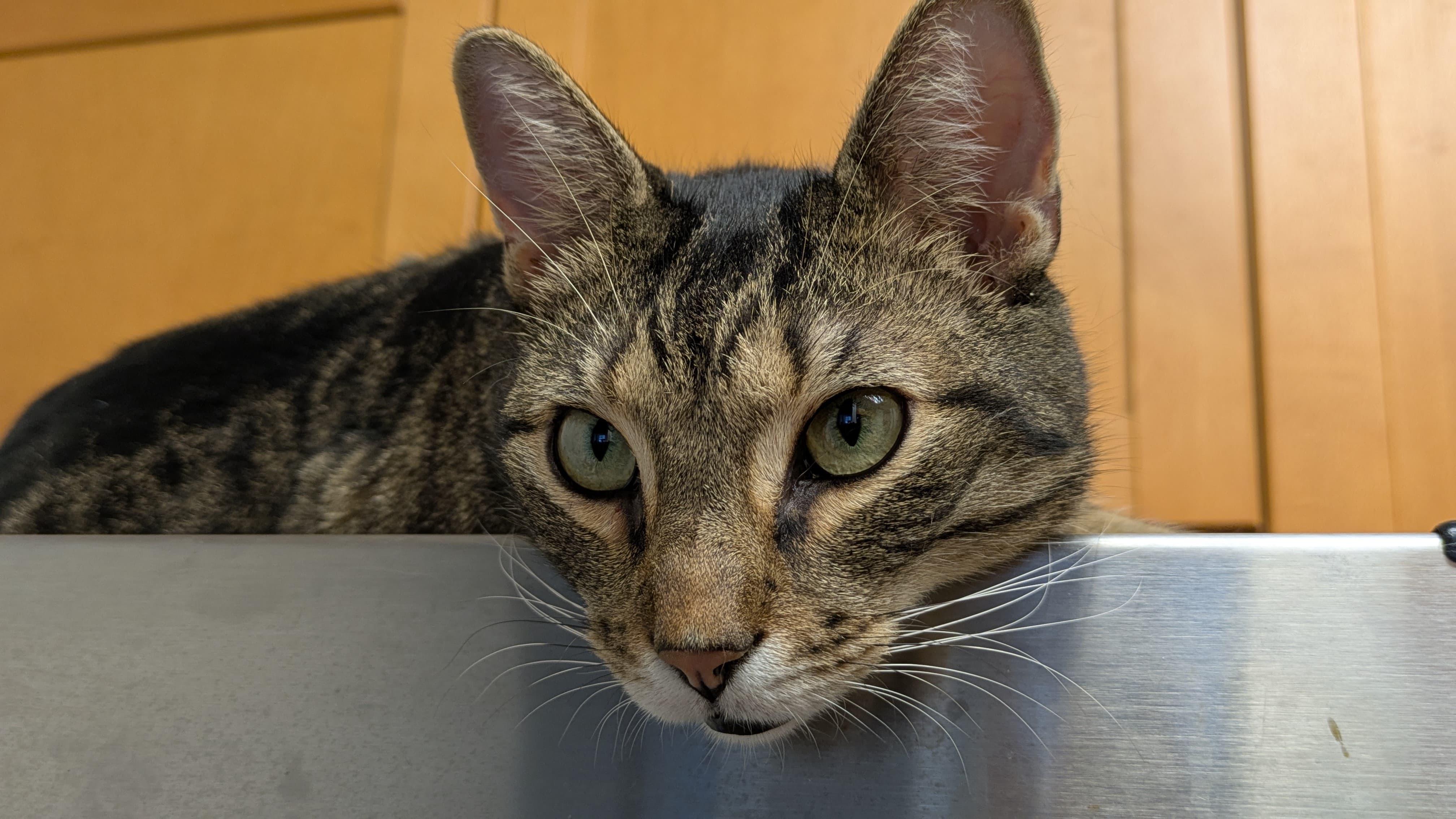 Enlarge K-Pop, a Adoptable Domestic Short Hair in New York, NY image 3/3