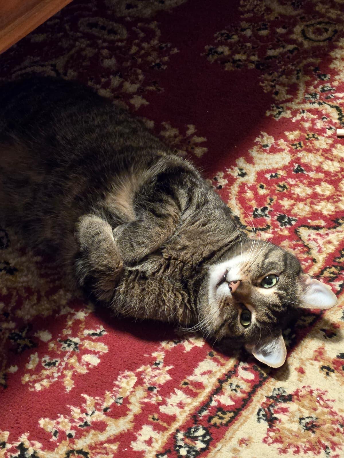 Enlarge K-Pop, a Adoptable Domestic Short Hair in New York, NY image 3/6