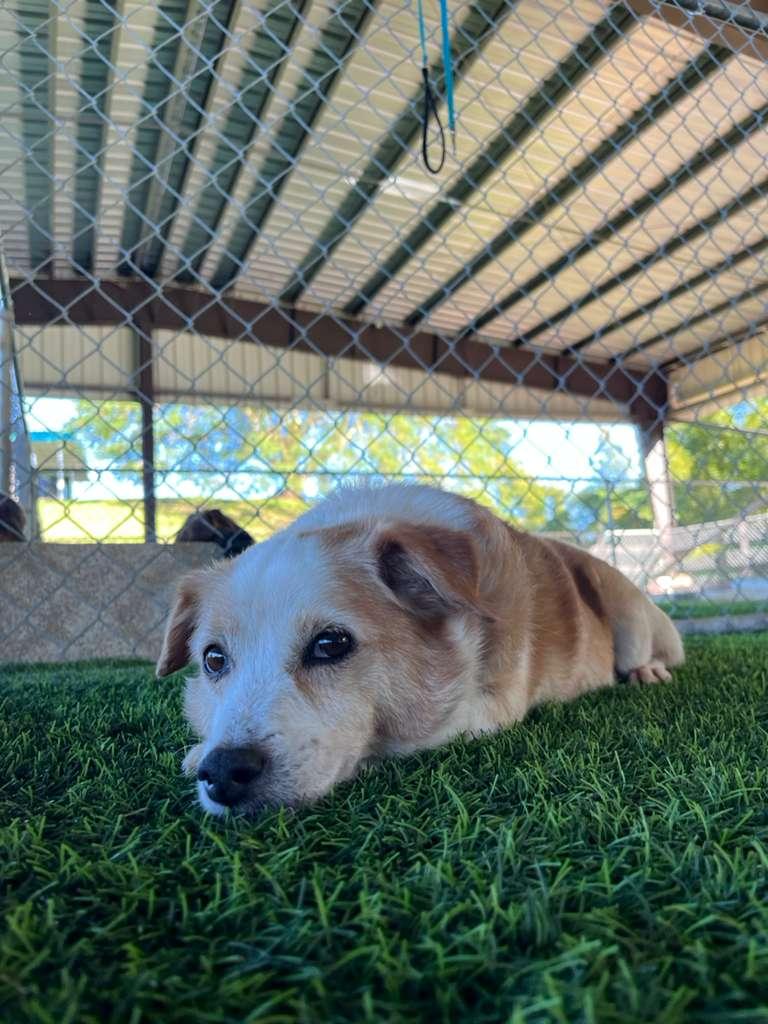 Enlarge Timon, a Adoptable mixed breed in Morristown, NJ image 4/4