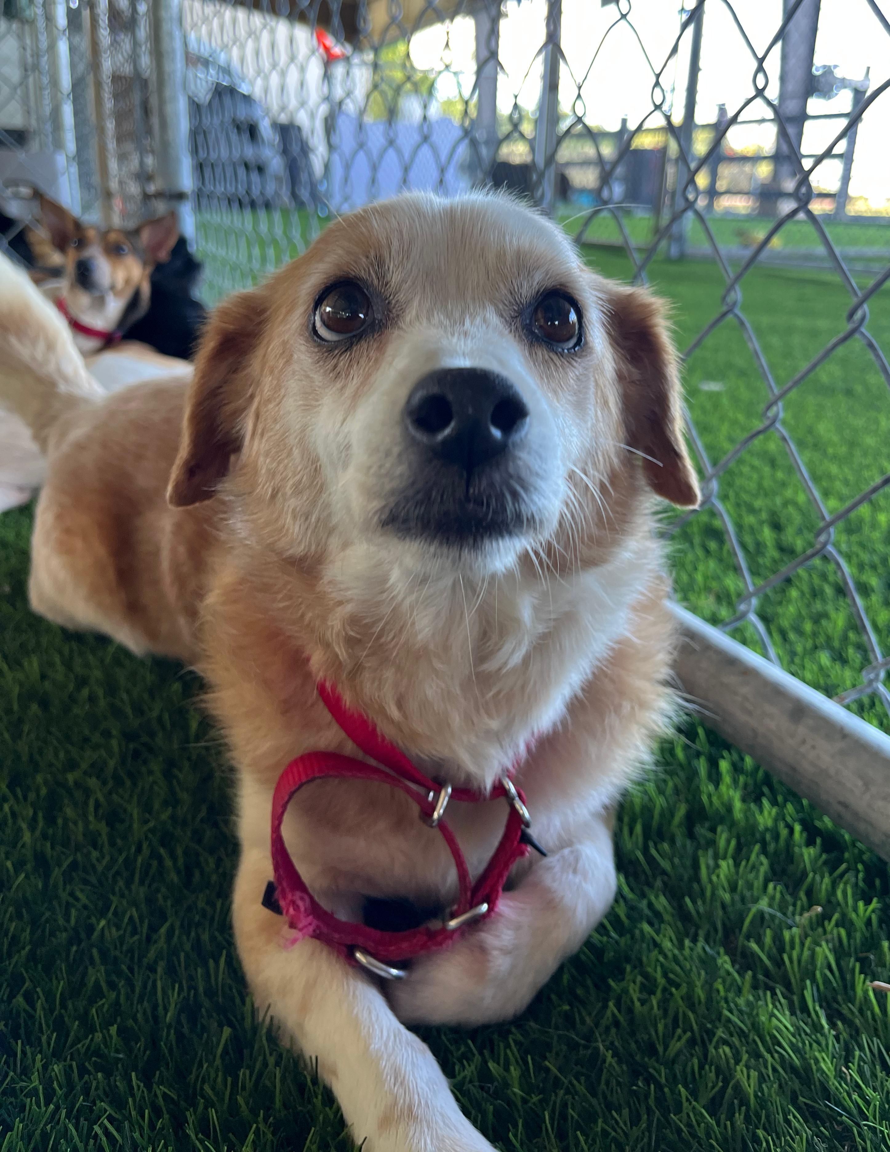 Enlarge Timon, a Adoptable mixed breed in Morristown, NJ image 3/4